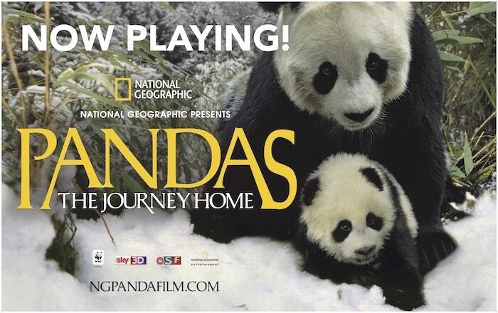 Pandas 3 D 8x5 banner hires
